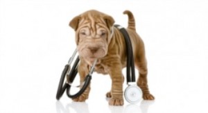חיסון נגד מחלת הכלבת