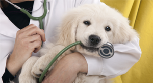 חיסונים לגורי כלבים לחיזוק המערכת החיסונית ופיתוח נוגדנים