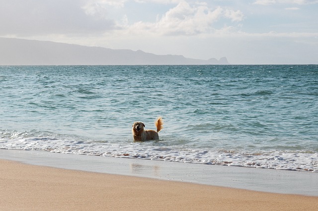 חיסונים לכלב- להקפיד גם כשהולכים לים